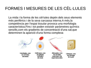 FORMES I MESURES DE LES CÈL·LULES
La mida i la forma de les cèl·lules depèn dels seus elements
més perifèrics i de la seva carcassa interna.A més,la
competència per l'espai tissular provoca una morfologia
característica.Fins i tot poden exisistir paràmetres químics
senzills,com els gradients de concentració d'una sal,que
determinen la aparició d'una forma complexa
 