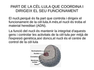PART DE LA CÈL·LULA QUE COORDINA I
DIRIGEIX EL SEU FUNCIONAMENT
El nucli,perquè és lla part que controla i dirigeix el
funcionament de la cèl·lula.A més,el nucli és troba el
material hereditari (ADN).
La funció del nucli és mantenir la integritat d'aquests
gens i controlar les activitats de la cèl·lula per mitjà de
l'expresió genètica,així doncs,el nucli és el centre de
control de la cèl·lula
 