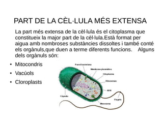 PART DE LA CÈL·LULA MÉS EXTENSA
La part més extensa de la cèl·lula és el citoplasma que
constitueix la major part de la cèl·lula.Està format per
aigua amb nombroses substàncies dissoltes i també conté
els orgànuls,que duen a terme diferents funcions. Alguns
dels orgànuls són:
● Mitocondris
● Vacúols
● Cloroplasts
 