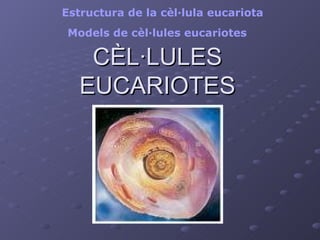 CÈL·LULES EUCARIOTES Estructura de la  cèl·lula  eucariota Models  de  cèl·lules   eucariotes 