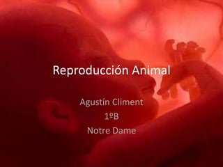 Reproducción Animal

    Agustín Climent
          1ºB
     Notre Dame
 