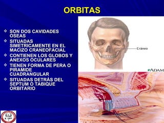 ORBITASORBITAS
 SON DOS CAVIDADESSON DOS CAVIDADES
OSEASOSEAS
 SITUADASSITUADAS
SIMETRICAMENTE EN ELSIMETRICAMENTE EN EL
MACIZO CRANEOFACIALMACIZO CRANEOFACIAL
 CONTIENEN LOS GLOBOS YCONTIENEN LOS GLOBOS Y
ANEXOS OCULARESANEXOS OCULARES
 TIENEN FORMA DE PERA OTIENEN FORMA DE PERA O
PIRAMIDEPIRAMIDE
CUADRANGULARCUADRANGULAR
 SITUADAS DETRÁS DELSITUADAS DETRÁS DEL
SEPTUM O TABIQUESEPTUM O TABIQUE
ORBITARIOORBITARIO
 