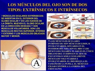 LOS MÚSCULOS DEL OJO SON DE DOSLOS MÚSCULOS DEL OJO SON DE DOS
TIPOS: EXTRÍNSECOS E INTRÍNSECOSTIPOS: EXTRÍNSECOS E INTRÍNSECOS
MÚSCULOS OCULARES EXTRÍNSECOS:
SE INSERTAN EN EL EXTERIOR DEL
GLOBO OCULAR Y EN LOS HUESOS DE
LA ÓRBITA. MUEVEN EL GLOBO OCULAR
EN LA DIRECCIÓN DESEADA Y SON
MÚSCULOS VOLUNTARIOS. SON LOS
MÚSCULOS RECTOS SUPERIOR, INTERNO
Y EXTERNO Y LOS MÚSCULOS OBLICUOS
MAYOR Y MENOR.
-LOS MÚSCULOS OCULARES
INTRÍNSECOS: SON MÚSCULOS LISOS, O
INVOLUNTARIOS, SITUADOS EN EL
INTERIOR DEL OJO. SON EL IRIS Y LOS
MÚSCULOS CILIARES. EL OJO ES EL ÚNICO
ÓRGANO DEL CUERPO EN EL QUE SE
ENCUENTRAN SIMULTÁNEAMENTE
MÚSCULOS VOLUNTARIOS E
INVOLUNTARIOS. EL IRIS REGULA EL
TAMAÑO DE LA PUPILA. EL MÚSCULO
CILIAR CONTROLA LA FORMA DEL
CRISTALINO.
 