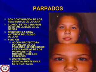 PARPADOSPARPADOS
SON CONTINUACION DE LOSSON CONTINUACION DE LOS
TEGUMENTOS DE LA CARATEGUMENTOS DE LA CARA
CUANDO ESTAN CERRADOSCUANDO ESTAN CERRADOS
OBTURAN LA BASE DE LAOBTURAN LA BASE DE LA
ORBITAORBITA
RECUBREN LA CARARECUBREN LA CARA
ANTERIOR DEL GLOBOANTERIOR DEL GLOBO
OCULAROCULAR
FUNCIONFUNCION
ACCION PROTECTORAACCION PROTECTORA
POR MEDIO DE LASPOR MEDIO DE LAS
PESTAÑAS, SECRECION DEPESTAÑAS, SECRECION DE
LAS GLANDULAS DE LOSLAS GLANDULAS DE LOS
PARPADOS Y ELPARPADOS Y EL
MOVIMIENTO DE LOSMOVIMIENTO DE LOS
PARPADOSPARPADOS
CONTRIBUYENCONTRIBUYEN
ESENCIALMENTE EN LAESENCIALMENTE EN LA
ESTETICA FACIALESTETICA FACIAL
 