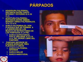 PÁRPADOSPÁRPADOS
HENDIDURA PALPEBRAL:HENDIDURA PALPEBRAL:
DISTANCIA ENTRE CANTODISTANCIA ENTRE CANTO
INTERNO Y EXTERNO 25 A 30INTERNO Y EXTERNO 25 A 30
m.m.m.m.
APERTURA PALPEBRAL:APERTURA PALPEBRAL:
DISTANCIA ENTRE AMBOSDISTANCIA ENTRE AMBOS
BORDES LIBRES PALPEBRALES,BORDES LIBRES PALPEBRALES,
10 A 12 m.m.10 A 12 m.m.
SURCO PALPEBRALES: SONSURCO PALPEBRALES: SON
PLIEGUES QUE SE FORMAN APLIEGUES QUE SE FORMAN A
LA INSERCION DE LOSLA INSERCION DE LOS
MUSCULOS RETRACTORES DEMUSCULOS RETRACTORES DE
LOS PARPADOS A LA PIELLOS PARPADOS A LA PIEL
SURCO SUPRATARSALSURCO SUPRATARSAL
SUELE UBICARSE A 8 A 10SUELE UBICARSE A 8 A 10
m.m. DEL BORDE LIBRE DELm.m. DEL BORDE LIBRE DEL
PARPADOPARPADO
PARPADO INFERIOR SEPARPADO INFERIOR SE
PUEDEN APRECIAR TRESPUEDEN APRECIAR TRES
PLIEGUES O LINEASPLIEGUES O LINEAS
SURCO PALPEBRALSURCO PALPEBRAL
INFERIORINFERIOR
SURCO MALARSURCO MALAR
SURCO NASOYUGALSURCO NASOYUGAL
 