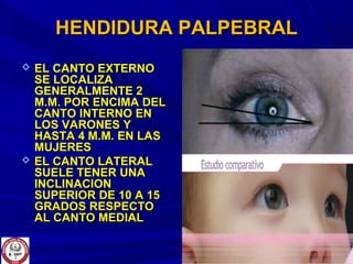 HENDIDURA PALPEBRALHENDIDURA PALPEBRAL
 EL CANTO EXTERNOEL CANTO EXTERNO
SE LOCALIZASE LOCALIZA
GENERALMENTE 2GENERALMENTE 2
M.M. POR ENCIMA DELM.M. POR ENCIMA DEL
CANTO INTERNO ENCANTO INTERNO EN
LOS VARONES YLOS VARONES Y
HASTA 4 M.M. EN LASHASTA 4 M.M. EN LAS
MUJERESMUJERES
 EL CANTO LATERALEL CANTO LATERAL
SUELE TENER UNASUELE TENER UNA
INCLINACIONINCLINACION
SUPERIOR DE 10 A 15SUPERIOR DE 10 A 15
GRADOS RESPECTOGRADOS RESPECTO
AL CANTO MEDIALAL CANTO MEDIAL
 