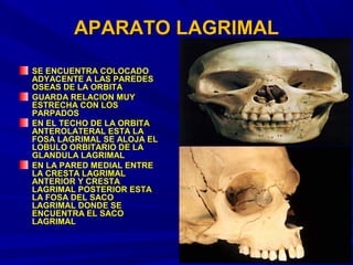 APARATO LAGRIMALAPARATO LAGRIMAL
SE ENCUENTRA COLOCADOSE ENCUENTRA COLOCADO
ADYACENTE A LAS PAREDESADYACENTE A LAS PAREDES
OSEAS DE LA ORBITAOSEAS DE LA ORBITA
GUARDA RELACION MUYGUARDA RELACION MUY
ESTRECHA CON LOSESTRECHA CON LOS
PARPADOSPARPADOS
EN EL TECHO DE LA ORBITAEN EL TECHO DE LA ORBITA
ANTEROLATERAL ESTA LAANTEROLATERAL ESTA LA
FOSA LAGRIMAL SE ALOJA ELFOSA LAGRIMAL SE ALOJA EL
LOBULO ORBITARIO DE LALOBULO ORBITARIO DE LA
GLANDULA LAGRIMALGLANDULA LAGRIMAL
EN LA PARED MEDIAL ENTREEN LA PARED MEDIAL ENTRE
LA CRESTA LAGRIMALLA CRESTA LAGRIMAL
ANTERIOR Y CRESTAANTERIOR Y CRESTA
LAGRIMAL POSTERIOR ESTALAGRIMAL POSTERIOR ESTA
LA FOSA DEL SACOLA FOSA DEL SACO
LAGRIMAL DONDE SELAGRIMAL DONDE SE
ENCUENTRA EL SACOENCUENTRA EL SACO
LAGRIMALLAGRIMAL
 
