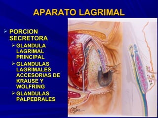 APARATO LAGRIMALAPARATO LAGRIMAL
 PORCIONPORCION
SECRETORASECRETORA
 GLANDULAGLANDULA
LAGRIMALLAGRIMAL
PRINCIPALPRINCIPAL
 GLANDULASGLANDULAS
LAGRIMALESLAGRIMALES
ACCESORIAS DEACCESORIAS DE
KRAUSE YKRAUSE Y
WOLFRINGWOLFRING
 GLANDULASGLANDULAS
PALPEBRALESPALPEBRALES
 