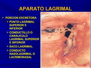 APARATO LAGRIMALAPARATO LAGRIMAL
 PORCION EXCRETORAPORCION EXCRETORA
 PUNTO LAGRIMALPUNTO LAGRIMAL
SUPERIOR ESUPERIOR E
INFERIORINFERIOR
 CONDUCTILLO OCONDUCTILLO O
CANALICULOCANALICULO
LAGRIMAL SUPERIORLAGRIMAL SUPERIOR
E INFERIORE INFERIOR
 SACO LAGRIMALSACO LAGRIMAL
 CONDUCTOCONDUCTO
NASOLAGRIMAL ONASOLAGRIMAL O
LACRIMONASALLACRIMONASAL
 