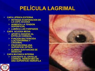 PELÍCULA LAGRIMALPELÍCULA LAGRIMAL
 CAPA LIPÍDICA EXTERNACAPA LIPÍDICA EXTERNA
 RETRASA EVAPORACION DERETRASA EVAPORACION DE
LA CAPA ACUOSALA CAPA ACUOSA
 AUMENTA LA TENSIONAUMENTA LA TENSION
SUPERFICIALSUPERFICIAL
 LUBRICA LOS PARPADOSLUBRICA LOS PARPADOS
 CAPA ACUOSA MEDIACAPA ACUOSA MEDIA
 APORTA OXIGENO ALAPORTA OXIGENO AL
EPITELIO CORNEALEPITELIO CORNEAL
 FUNCION BACTERICIDAFUNCION BACTERICIDA
(LACTOFERRINA Y(LACTOFERRINA Y
LISOZIMA)LISOZIMA)
 PROPORCIONA UNAPROPORCIONA UNA
SUPERFICIE OPTICASUPERFICIE OPTICA
 ELIMINA SUSTANCIAS DEELIMINA SUSTANCIAS DE
DESECHODESECHO
 CAPA MUCINICA INTERNACAPA MUCINICA INTERNA
 CONVIERTE EL EPITELIOCONVIERTE EL EPITELIO
CORNEAL HIDROFOBO ENCORNEAL HIDROFOBO EN
UNA SUPERFICIE HIDROFILAUNA SUPERFICIE HIDROFILA
 