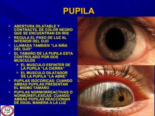PUPILAPUPILA
 ABERTURA DILATABLE YABERTURA DILATABLE Y
CONTRACTIL DE COLOR NEGROCONTRACTIL DE COLOR NEGRO
QUE SE ENCUENTRAN EN IRISQUE SE ENCUENTRAN EN IRIS
 REGULA EL PASO DE LUZ ALREGULA EL PASO DE LUZ AL
INTERIOR DEL OJOINTERIOR DEL OJO
 LLAMADA TAMBIEN “LA NIÑALLAMADA TAMBIEN “LA NIÑA
DEL OJO”DEL OJO”
 EL TAMAÑO DE LA PUPILA ESTAEL TAMAÑO DE LA PUPILA ESTA
CONTROLADO POR DOSCONTROLADO POR DOS
MUSCULOSMUSCULOS
 EL MUSCULO ESFINTER DEEL MUSCULO ESFINTER DE
LA PUPILA “LA CIERRA”LA PUPILA “LA CIERRA”
 EL MUSCULO DILATADOREL MUSCULO DILATADOR
DE LA PUPILA “LA ABRE”DE LA PUPILA “LA ABRE”
 PUPILAS ISOCORICAS: CUANDOPUPILAS ISOCORICAS: CUANDO
AMBAS PUPILAS PRESENTANAMBAS PUPILAS PRESENTAN
EL MISMO TAMAÑOEL MISMO TAMAÑO
 PUPILAS NORMORREACTIVAS OPUPILAS NORMORREACTIVAS O
NORMOREFLEXICAS: CUANDONORMOREFLEXICAS: CUANDO
AMBAS PUPILAS REACCIONANAMBAS PUPILAS REACCIONAN
DE IGUAL MANERA A LA LUZDE IGUAL MANERA A LA LUZ
 
