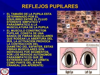 REFLEJOS PUPILARESREFLEJOS PUPILARES
 EL TAMAÑO DE LA PUPILA ESTAEL TAMAÑO DE LA PUPILA ESTA
DETERMINADO POR ELDETERMINADO POR EL
EQUILIBRIO ENTRE EL FLUJOEQUILIBRIO ENTRE EL FLUJO
EFERENTE SIMPATICO YEFERENTE SIMPATICO Y
PARASIMPATICO A LAPARASIMPATICO A LA
MUSCULATURA DE LA PUPILAMUSCULATURA DE LA PUPILA
 EL MUSCULO CONSTRICTOREL MUSCULO CONSTRICTOR
PUPILAR, CONSTA DE UNAPUPILAR, CONSTA DE UNA
BANDA DE FIBRAS MUSCULARESBANDA DE FIBRAS MUSCULARES
QUE RODEAN LA ABERTURA DELQUE RODEAN LA ABERTURA DEL
IRIS, LA ACTIVACION PROVOCAIRIS, LA ACTIVACION PROVOCA
LA CONTRACCION DELLA CONTRACCION DEL
DIAMETRO DEL ESFINTER, ESTASDIAMETRO DEL ESFINTER, ESTAS
FIBRAS MUSCULARES SONFIBRAS MUSCULARES SON
INERVADAS POR SEGMENTOS,INERVADAS POR SEGMENTOS,
POR LOS NERVIOS AUTONOMOSPOR LOS NERVIOS AUTONOMOS
PARASIMPATICOS QUE SEPARASIMPATICOS QUE SE
EXTIENDEN HASTA LA ORBITAEXTIENDEN HASTA LA ORBITA
COMO PARTE DEL III PARCOMO PARTE DEL III PAR
CRANEAL (VIA AFERENTE)CRANEAL (VIA AFERENTE)
 