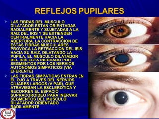 REFLEJOS PUPILARESREFLEJOS PUPILARES
 LAS FIBRAS DEL MUSCULOLAS FIBRAS DEL MUSCULO
DILATADOR ESTAN ORIENTADASDILATADOR ESTAN ORIENTADAS
RADIALMENTE Y SUJETADAS A LARADIALMENTE Y SUJETADAS A LA
RAIZ DEL IRIS Y SE EXTIENDENRAIZ DEL IRIS Y SE EXTIENDEN
CENTRALMENTE HACIA LACENTRALMENTE HACIA LA
ABERTURA, LA CONTRACCION DEABERTURA, LA CONTRACCION DE
ESTAS FIBRAS MUSCULARESESTAS FIBRAS MUSCULARES
PROVOCA LA RETRACCION DEL IRISPROVOCA LA RETRACCION DEL IRIS
HACIA SU RAIZ, DILATANDO LAHACIA SU RAIZ, DILATANDO LA
PUPILA, EL MUSCULO DILATADORPUPILA, EL MUSCULO DILATADOR
DEL IRIS ESTA INERVADO PORDEL IRIS ESTA INERVADO POR
SEGMENTOS POR LOS NERVIOSSEGMENTOS POR LOS NERVIOS
AUTONOMOS SIMPATICOS (VIAAUTONOMOS SIMPATICOS (VIA
EFERENTE)EFERENTE)
 LAS FIBRAS SIMPATICAS ENTRAN ENLAS FIBRAS SIMPATICAS ENTRAN EN
EL OJO A TRAVES DEL NERVIOSEL OJO A TRAVES DEL NERVIOS
CILIARES LARGOS (V PAR), QUECILIARES LARGOS (V PAR), QUE
ATRAVIESAN LA ESCLEROTICA YATRAVIESAN LA ESCLEROTICA Y
RECORREN EL ESPACIORECORREN EL ESPACIO
SUPRACOROIDEO PARA INERVARSUPRACOROIDEO PARA INERVAR
SEGMENTOS DEL MUSCULOSEGMENTOS DEL MUSCULO
DILATADOR ORIENTADODILATADOR ORIENTADO
RADILAMENTERADILAMENTE
 