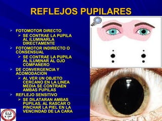 REFLEJOS PUPILARESREFLEJOS PUPILARES
 FOTOMOTOR DIRECTOFOTOMOTOR DIRECTO
 SE CONTRAE LA PUPILASE CONTRAE LA PUPILA
AL ILUMINARLAAL ILUMINARLA
DIRECTAMENTEDIRECTAMENTE
 FOTOMOTOR INDIRECTO OFOTOMOTOR INDIRECTO O
CONSENSUALCONSENSUAL
 SE CONTRAE LA PUPILASE CONTRAE LA PUPILA
AL ILUMINAR AL OJOAL ILUMINAR AL OJO
COMPAÑEROCOMPAÑERO
 DE CONVERGENCIA YDE CONVERGENCIA Y
ACOMODACIONACOMODACION
 AL VER UN OBJETOAL VER UN OBJETO
CERCANO EN LA LINEACERCANO EN LA LINEA
MEDIA SE CONTRAENMEDIA SE CONTRAEN
AMBAS PUPILASAMBAS PUPILAS
 REFLEJO SENSITIVOREFLEJO SENSITIVO
 SE DILATARAN AMBASSE DILATARAN AMBAS
PUPILAS, AL RASCAR OPUPILAS, AL RASCAR O
PINCHAR LA PIEL EN LAPINCHAR LA PIEL EN LA
VENCINDAD DE LA CARAVENCINDAD DE LA CARA
 
