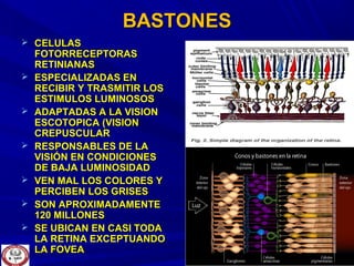 BASTONESBASTONES
 CELULASCELULAS
FOTORRECEPTORASFOTORRECEPTORAS
RETINIANASRETINIANAS
 ESPECIALIZADAS ENESPECIALIZADAS EN
RECIBIR Y TRASMITIR LOSRECIBIR Y TRASMITIR LOS
ESTIMULOS LUMINOSOSESTIMULOS LUMINOSOS
 ADAPTADAS A LA VISIONADAPTADAS A LA VISION
ESCOTOPICA (VISIONESCOTOPICA (VISION
CREPUSCULARCREPUSCULAR
 RESPONSABLES DE LARESPONSABLES DE LA
VISIÓN EN CONDICIONESVISIÓN EN CONDICIONES
DE BAJA LUMINOSIDADDE BAJA LUMINOSIDAD
 VEN MAL LOS COLORES YVEN MAL LOS COLORES Y
PERCIBEN LOS GRISESPERCIBEN LOS GRISES
 SON APROXIMADAMENTESON APROXIMADAMENTE
120 MILLONES120 MILLONES
 SE UBICAN EN CASI TODASE UBICAN EN CASI TODA
LA RETINA EXCEPTUANDOLA RETINA EXCEPTUANDO
LA FOVEALA FOVEA
 