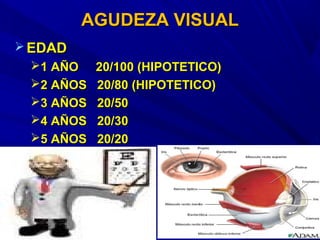 AGUDEZA VISUALAGUDEZA VISUAL
 EDADEDAD
1 AÑO 20/100 (HIPOTETICO)1 AÑO 20/100 (HIPOTETICO)
2 AÑOS 20/80 (HIPOTETICO)2 AÑOS 20/80 (HIPOTETICO)
3 AÑOS 20/503 AÑOS 20/50
4 AÑOS 20/304 AÑOS 20/30
5 AÑOS 20/205 AÑOS 20/20
 