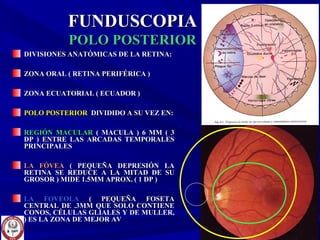 FUNDUSCOPIAFUNDUSCOPIA
POLO POSTERIORPOLO POSTERIOR
DIVISIONES ANATÓMICAS DE LA RETINA:DIVISIONES ANATÓMICAS DE LA RETINA:
ZONA ORAL ( RETINA PERIFÉRICA )ZONA ORAL ( RETINA PERIFÉRICA )
ZONA ECUATORIAL ( ECUADOR )ZONA ECUATORIAL ( ECUADOR )
POLO POSTERIORPOLO POSTERIOR DIVIDIDO A SU VEZ EN:DIVIDIDO A SU VEZ EN:
REGIÓN MACULARREGIÓN MACULAR ( MACULA ) 6 MM ( 3( MACULA ) 6 MM ( 3
DP ) ENTRE LAS ARCADAS TEMPORALESDP ) ENTRE LAS ARCADAS TEMPORALES
PRINCIPALESPRINCIPALES
LA FÓVEALA FÓVEA ( PEQUEÑA DEPRESIÓN LA( PEQUEÑA DEPRESIÓN LA
RETINA SE REDUCE A LA MITAD DE SURETINA SE REDUCE A LA MITAD DE SU
GROSOR ) MIDE 1.5MM APROX. ( 1 DP )GROSOR ) MIDE 1.5MM APROX. ( 1 DP )
LA FOVEOLALA FOVEOLA ( PEQUEÑA FOSETA( PEQUEÑA FOSETA
CENTRAL DE .3MM QUE SOLO CONTIENECENTRAL DE .3MM QUE SOLO CONTIENE
CONOS, CÉLULAS GLIALES Y DE MULLER,CONOS, CÉLULAS GLIALES Y DE MULLER,
) ES LA ZONA DE MEJOR AV) ES LA ZONA DE MEJOR AV
 