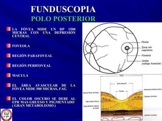 FUNDUSCOPIAFUNDUSCOPIA
POLO POSTERIORPOLO POSTERIOR
LA FÓVEA MIDE UN DP 1500LA FÓVEA MIDE UN DP 1500
MICRAS CON UNA DEPRESIÓNMICRAS CON UNA DEPRESIÓN
CENTRALCENTRAL
FOVEOLAFOVEOLA
REGIÓN PARAFOVEALREGIÓN PARAFOVEAL
REGIÓN PERIFOVEALREGIÓN PERIFOVEAL
MACULAMACULA
EL ÁREA AVASCULAR DE LAEL ÁREA AVASCULAR DE LA
FÓVEA MIDE 500 MICRAS, FAGFÓVEA MIDE 500 MICRAS, FAG
EL COLOR OSCURO SE DEBE ALEL COLOR OSCURO SE DEBE AL
EPR MAS GRUESO Y PIGMENTADOEPR MAS GRUESO Y PIGMENTADO
( GRAN METABOLISMO )( GRAN METABOLISMO )
 