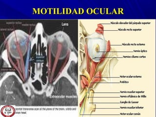 MOTILIDAD OCULARMOTILIDAD OCULAR
 