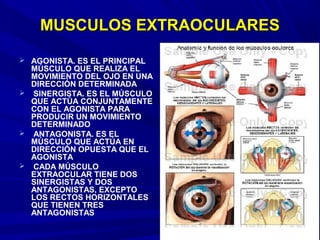 MUSCULOS EXTRAOCULARESMUSCULOS EXTRAOCULARES
 AGONISTA. ES EL PRINCIPAL
MÚSCULO QUE REALIZA EL
MOVIMIENTO DEL OJO EN UNA
DIRECCIÓN DETERMINADA
 SINERGISTA. ES EL MÚSCULO
QUE ACTÚA CONJUNTAMENTE
CON EL AGONISTA PARA
PRODUCIR UN MOVIMIENTO
DETERMINADO
 ANTAGONISTA. ES EL
MÚSCULO QUE ACTÚA EN
DIRECCIÓN OPUESTA QUE EL
AGONISTA
 CADA MÚSCULO
EXTRAOCULAR TIENE DOS
SINERGISTAS Y DOS
ANTAGONISTAS, EXCEPTO
LOS RECTOS HORIZONTALES
QUE TIENEN TRES
ANTAGONISTAS
 