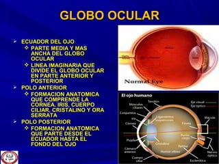 GLOBO OCULARGLOBO OCULAR
 ECUADOR DEL OJOECUADOR DEL OJO
 PARTE MEDIA Y MASPARTE MEDIA Y MAS
ANCHA DEL GLOBOANCHA DEL GLOBO
OCULAROCULAR
 LINEA IMAGINARIA QUELINEA IMAGINARIA QUE
DIVIDE EL GLOBO OCULARDIVIDE EL GLOBO OCULAR
EN PARTE ANTERIOR YEN PARTE ANTERIOR Y
POSTERIORPOSTERIOR
 POLO ANTERIORPOLO ANTERIOR
 FORMACION ANATOMICAFORMACION ANATOMICA
QUE COMPRENDE LAQUE COMPRENDE LA
CORNEA. IRIS, CUERPOCORNEA. IRIS, CUERPO
CILIAR, CRISTALINO Y ORACILIAR, CRISTALINO Y ORA
SERRATASERRATA
 POLO POSTERIORPOLO POSTERIOR
 FORMACION ANATOMICAFORMACION ANATOMICA
QUE PARTE DESDE ELQUE PARTE DESDE EL
ECUADOR HASTA ELECUADOR HASTA EL
FONDO DEL OJOFONDO DEL OJO
 