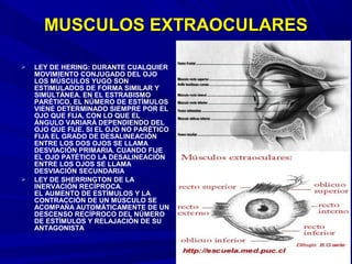  LEY DE HERING: DURANTE CUALQUIER
MOVIMIENTO CONJUGADO DEL OJO
LOS MÚSCULOS YUGO SON
ESTIMULADOS DE FORMA SIMILAR Y
SIMULTÁNEA. EN EL ESTRABISMO
PARÉTICO, EL NÚMERO DE ESTÍMULOS
VIENE DETERMINADO SIEMPRE POR EL
OJO QUE FIJA, CON LO QUE EL
ÁNGULO VARIARÁ DEPENDIENDO DEL
OJO QUE FIJE. SI EL OJO NO PARÉTICO
FIJA EL GRADO DE DESALINEACIÓN
ENTRE LOS DOS OJOS SE LLAMA
DESVIACIÓN PRIMARIA. CUANDO FIJE
EL OJO PATÉTICO LA DESALINEACIÓN
ENTRE LOS OJOS SE LLAMA
DESVIACIÓN SECUNDARIA
 LEY DE SHERRINGTON DE LA
INERVACIÓN RECÍPROCA.
EL AUMENTO DE ESTÍMULOS Y LA
CONTRACCIÓN DE UN MÚSCULO SE
ACOMPAÑA AUTOMÁTICAMENTE DE UN
DESCENSO RECÍPROCO DEL NÚMERO
DE ESTÍMULOS Y RELAJACIÓN DE SU
ANTAGONISTA
MUSCULOS EXTRAOCULARESMUSCULOS EXTRAOCULARES
 