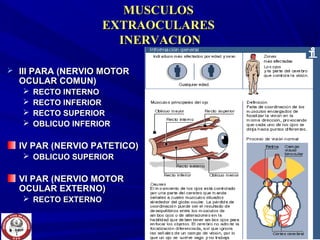 MUSCULOSMUSCULOS
EXTRAOCULARESEXTRAOCULARES
INERVACIONINERVACION
 III PARA (NERVIO MOTORIII PARA (NERVIO MOTOR
OCULAR COMUN)OCULAR COMUN)
 RECTO INTERNORECTO INTERNO
 RECTO INFERIORRECTO INFERIOR
 RECTO SUPERIORRECTO SUPERIOR
 OBLICUO INFERIOROBLICUO INFERIOR
IV PAR (NERVIO PATETICO)IV PAR (NERVIO PATETICO)
 OBLICUO SUPERIOROBLICUO SUPERIOR
VI PAR (NERVIO MOTORVI PAR (NERVIO MOTOR
OCULAR EXTERNO)OCULAR EXTERNO)
 RECTO EXTERNORECTO EXTERNO
 
