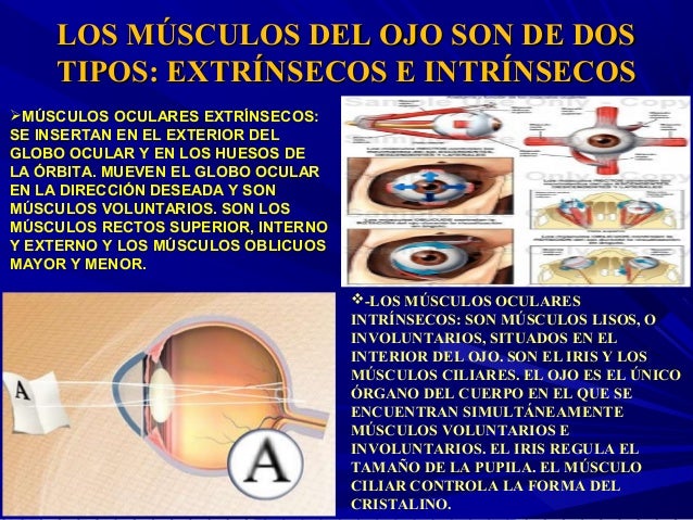 Musculos extrinsecos e intrinsecos del ojo pdf
