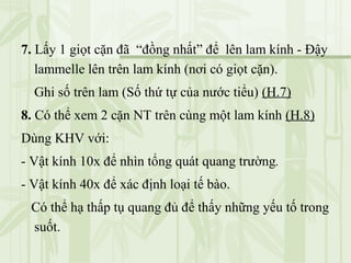 7. Lấy 1 giọt cặn đã “đồng nhất” để lên lam kính - Đậy
lammelle lên trên lam kính (nơi có giọt cặn).
Ghi số trên lam (Số thứ tự của nước tiểu) (H.7)
8. Có thể xem 2 cặn NT trên cùng một lam kính (H.8)
Dùng KHV với:
- Vật kính 10x để nhìn tổng quát quang trường.
- Vật kính 40x để xác định loại tế bào.
Có thể hạ thấp tụ quang đủ để thấy những yếu tố trong
suốt.
 