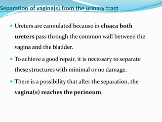 Cloaca approach to decision making | PPTX