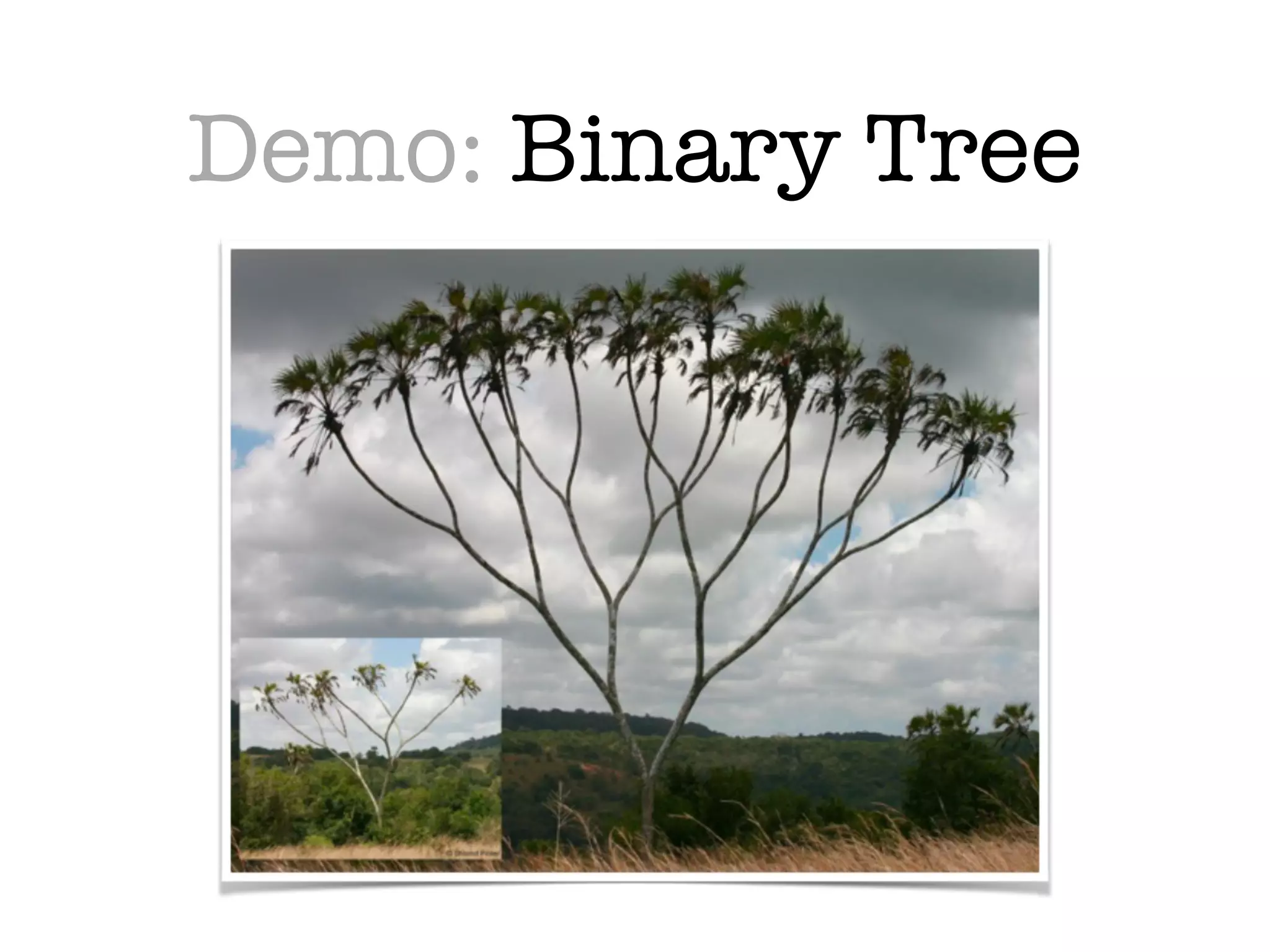 Demo: Binary Tree
