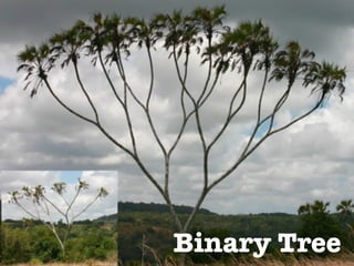 Binary Tree
 