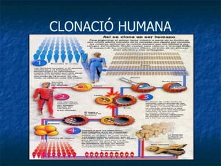 CLONACIÓ HUMANA 
