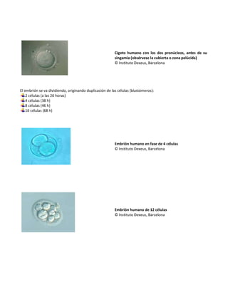Cigoto humano con los dos pronúcleos, antes de su
                                                         singamia (obsérvese la cubierta o zona pelúcida)
                                                         © Instituto Dexeus, Barcelona




El embrión se va dividiendo, originando duplicación de las células (blastómeros):
    2 células (a las 26 horas)
    4 células (38 h)
    8 células (46 h)
    16 células (68 h)




                                                         Embrión humano en fase de 4 células
                                                         © Instituto Dexeus, Barcelona




                                                         Embrión humano de 12 células
                                                         © Instituto Dexeus, Barcelona
 