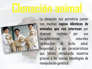 La clonación nos permitiría contar
con muchas copias idénticas de
animales que nos interesan por
diversos motivos: por sus
características           naturales
(producción de leche, salud,
longevidad...) o por características
que hemos introducido nosotros
gracias a las nuevas tecnologías de
manipulación genética.
 
