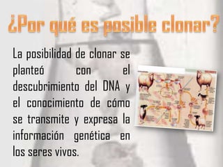 La posibilidad de clonar se
planteó        con       el
descubrimiento del DNA y
el conocimiento de cómo
se transmite y expresa la
información genética en
los seres vivos.
 