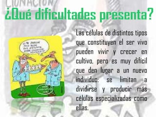 Las células de distintos tipos
que constituyen el ser vivo
pueden vivir y crecer en
cultivo, pero es muy difícil
que den lugar a un nuevo
individuo: se limitan a
dividirse y producir más
células especializadas como
ellas.
 