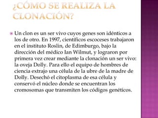    Un clon es un ser vivo cuyos genes son idénticos a
    los de otro. En 1997, científicos escoceses trabajaron
    en el instituto Roslin, de Edimburgo, bajo la
    dirección del médico Ian Wilmut, y lograron por
    primera vez crear mediante la clonación un ser vivo:
    la oveja Dolly. Para ello el equipo de hombres de
    ciencia extrajo una célula de la ubre de la madre de
    Dolly. Desechó el citoplasma de esa célula y
    conservó el núcleo donde se encuentran los
    cromosomas que transmiten los códigos genéticos.
 