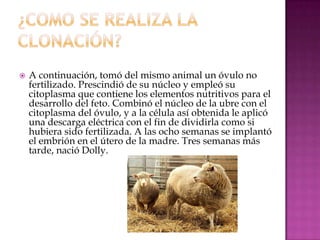    A continuación, tomó del mismo animal un óvulo no
    fertilizado. Prescindió de su núcleo y empleó su
    citoplasma que contiene los elementos nutritivos para el
    desarrollo del feto. Combinó el núcleo de la ubre con el
    citoplasma del óvulo, y a la célula así obtenida le aplicó
    una descarga eléctrica con el fin de dividirla como si
    hubiera sido fertilizada. A las ocho semanas se implantó
    el embrión en el útero de la madre. Tres semanas más
    tarde, nació Dolly.
 