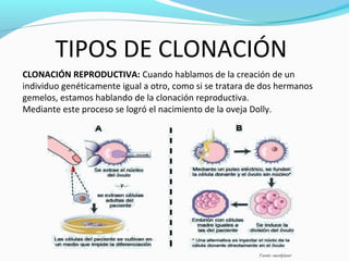 CLONACIÓN REPRODUCTIVA: Cuando hablamos de la creación de un
individuo genéticamente igual a otro, como si se tratara de dos hermanos
gemelos, estamos hablando de la clonación reproductiva.
Mediante este proceso se logró el nacimiento de la oveja Dolly.
TIPOS DE CLONACIÓN
Fuente: smartplanet
 