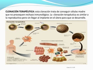 CLONACIÓN TERAPÉUTICA: esta clonación trata de conseguir células madre
que no provoquen rechazo inmunológico. La clonación terapéutica es similar a
la reproductiva pero sin llegar al implante en el útero para que se desarrolle.
Fuente: EL PAÍS
 