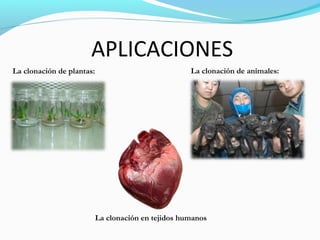 La clonación de plantas: La clonación de animales:
La clonación en tejidos humanos
APLICACIONES
 