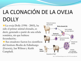 La oveja Dolly (1996 - 2003), ha
sido el primer animal clonado, es
decir, generado a partir de una célula
somática, sin que hubiese
fecundación.
Sus creadores fueron los científicos
del Instituto Roslin de Edimburgo
(Escocia), Ian Wilmut y Keith
Campbell.
LA CLONACIÓN DE LA OVEJA
DOLLY
http://cen2012daniela.blogspot.com.es/2013/01/la-oveja-dolly.html
 