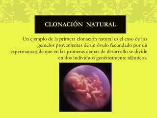 Un ejemplo de la primera clonación natural es el caso de los
gemelos provenientes de un óvulo fecundado por un
espermatozoide que en las primeras etapas de desarrollo se divide
en dos individuos genéticamente idénticos.
CLONACIÓN NATURAL
 