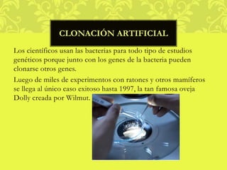 Los científicos usan las bacterias para todo tipo de estudios
genéticos porque junto con los genes de la bacteria pueden
clonarse otros genes.
Luego de miles de experimentos con ratones y otros mamíferos
se llega al único caso exitoso hasta 1997, la tan famosa oveja
Dolly creada por Wilmut.
CLONACIÓN ARTIFICIAL
 