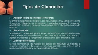 Tipos de Clonación 
 1.Partición (fisión) de embriones tempranos: 
Es similar a la gemelación natural. Los individuos son muy semejantes entre 
sí, pero son diferentes a sus padres. Es preferible emplear la expresión 
gemelación artificial, y no debe considerarse como clonación en sentido 
estricto. 
 2.Paraclonación: 
Transferencia de núcleos procedentes de blastómeros embrionarios o de 
células fetales en cultivo a óvulos no fecundados enucleados y a veces, a 
zigotos enucleados. El “progenitor” de los clones es el embrión o feto. 
 3.Clonación verdadera: 
Es una transferencia de núcleos de células de individuos ya nacidos a 
ovocitos enucleados. Se originan individuos casi idénticos entre sí (salvo 
mutaciones somáticas) y muy parecidos al donante. 
 
