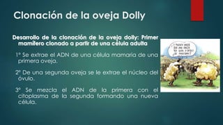 Clonación de la oveja Dolly 
Desarrollo de la clonación de la oveja dolly: Primer 
mamífero clonado a partir de una célula adulta 
1º Se extrae el ADN de una célula mamaria de una 
primera oveja. 
2º De una segunda oveja se le extrae el núcleo del 
óvulo. 
3º Se mezcla el ADN de la primera con el 
citoplasma de la segunda formando una nueva 
célula. 
 