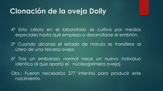 Clonación de la oveja Dolly 
4º Esta célula en el laboratorio se cultiva por medios 
especiales hasta que empieza a desarrollarse el embrión. 
5º Cuando alcanza el estado de mórula se transfiere al 
útero de una tercera oveja. 
6º Tras un embarazo normal nace un nuevo individuo 
idéntico al que aportó el núcleo(primera oveja). 
Obs.: Fueron necesarios 277 intentos para producir este 
nacimiento. 
 
