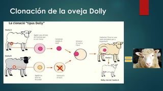 Clonación de la oveja Dolly 
 