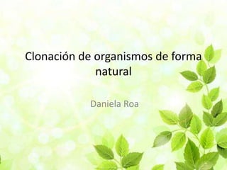Clonación de organismos de forma
natural
Daniela Roa
 